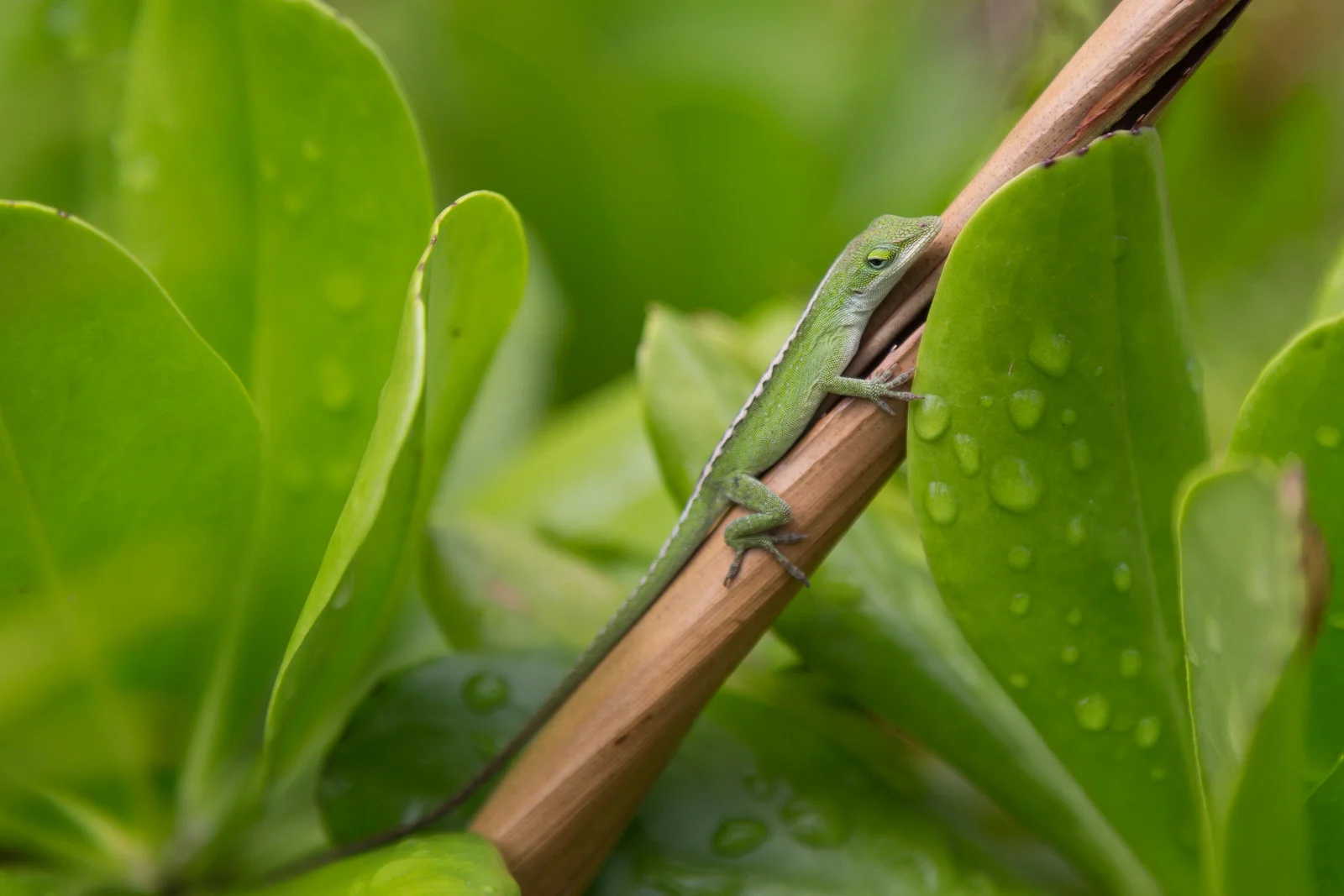 Green anole lizard on the Kalalau Trail in Kauai