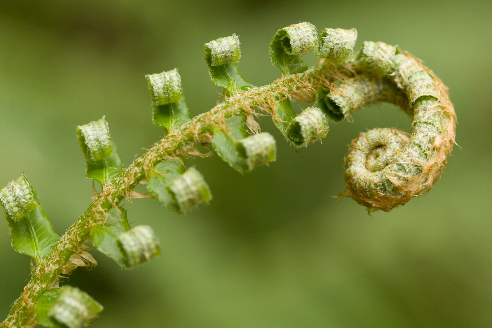  Fern frond unfurled 