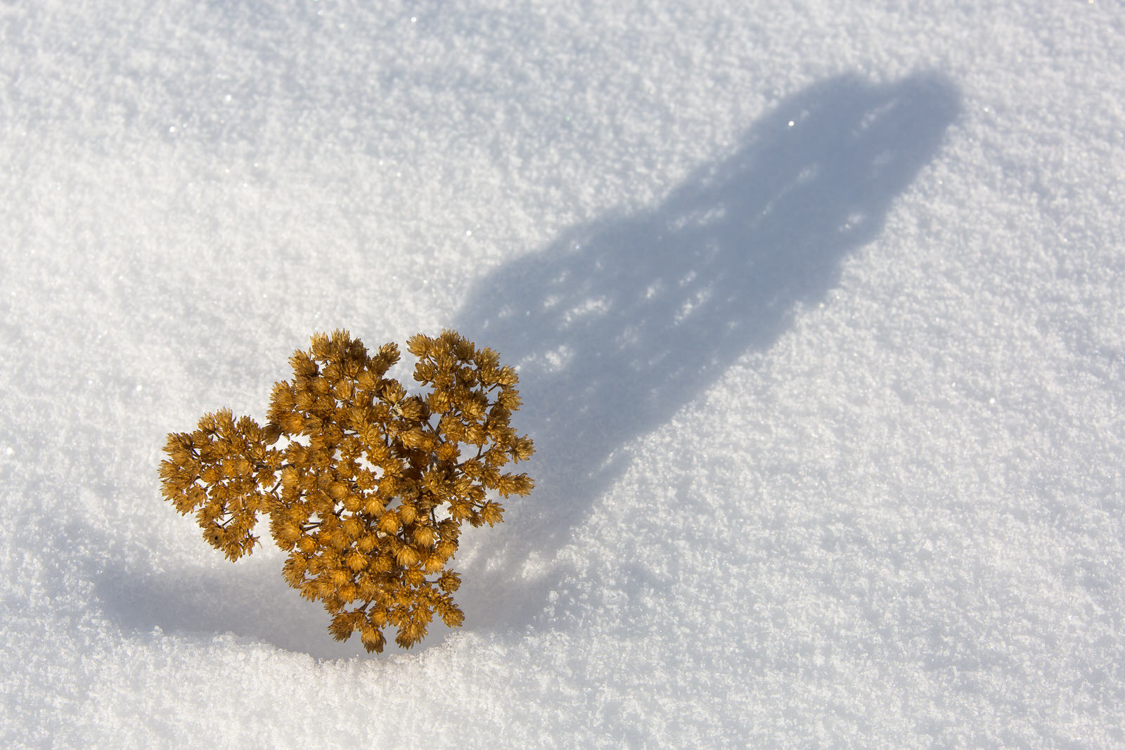  A dried sprig of baby’s breath pierces through a snow drift casting a soft shadow 