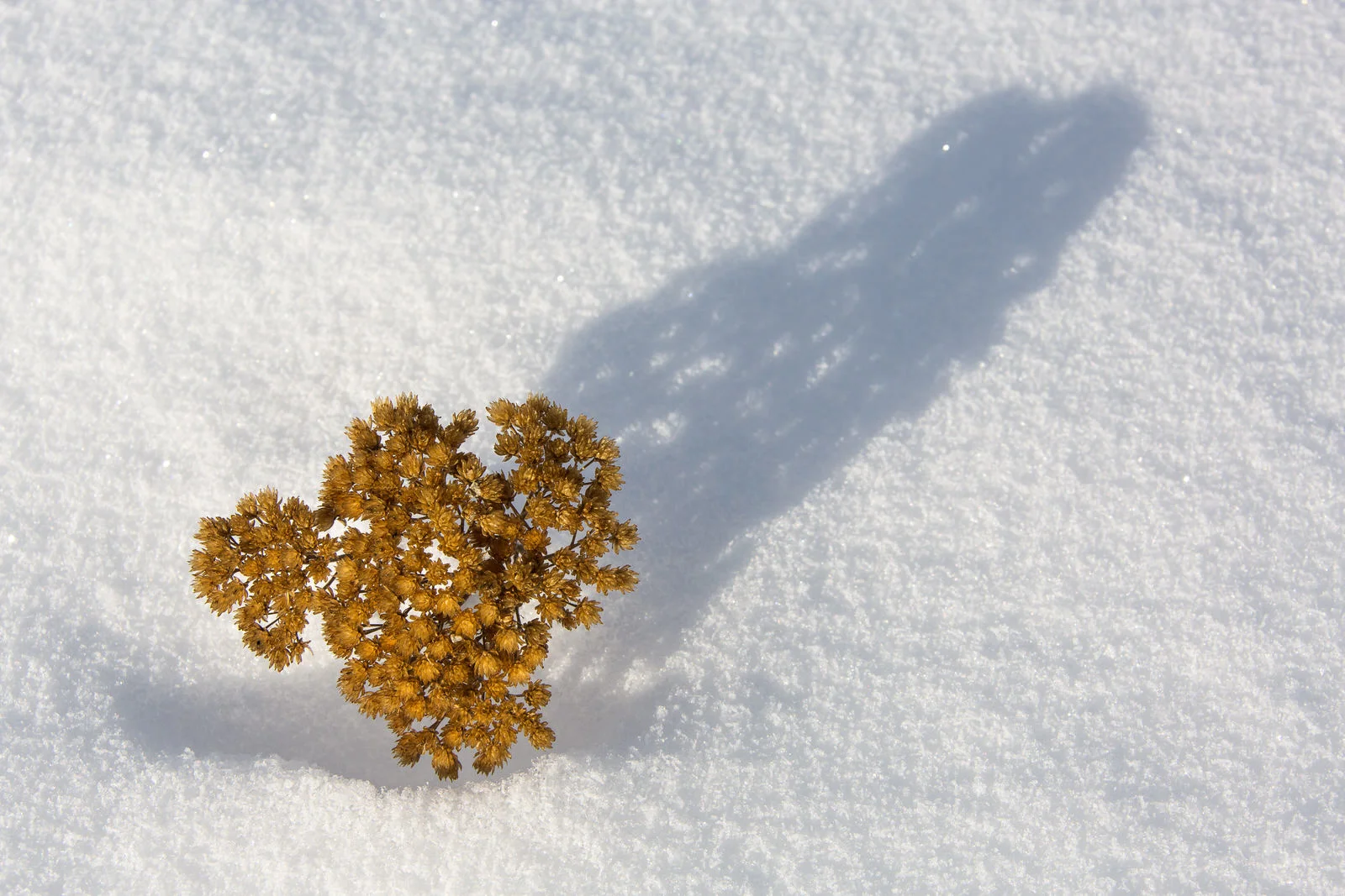 A dried sprig of baby’s breath pierces through a snow drift casting a soft shadow