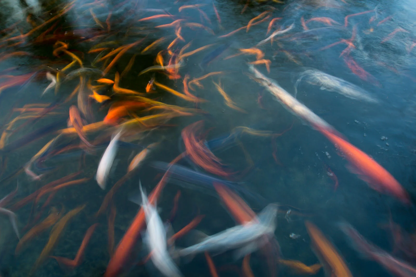 Slow motion blur of the koi pond at the Grand Hyatt, Kauai