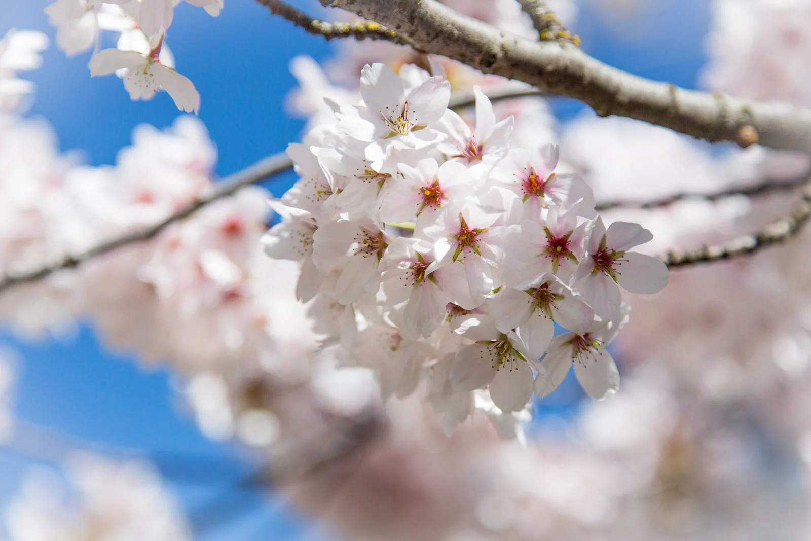 Cherry blossoms in bloom