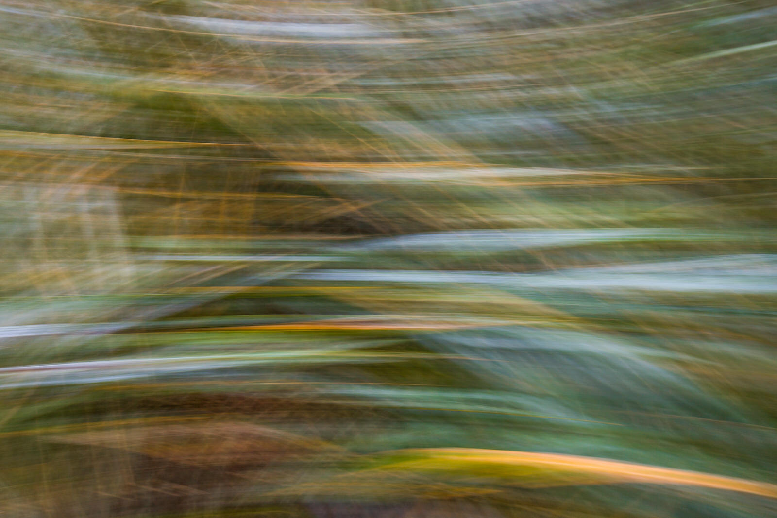  Rialto dune grass motion blur 