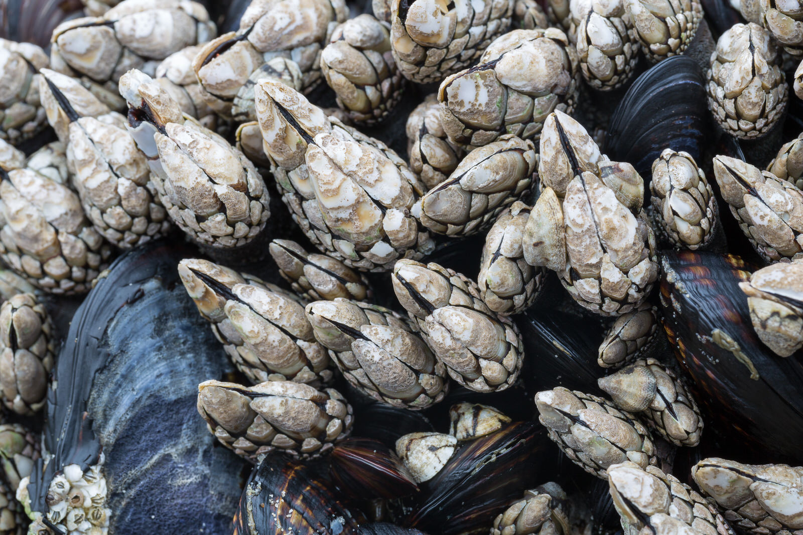  Barnacles and mussels on the Olympic Penninsula 