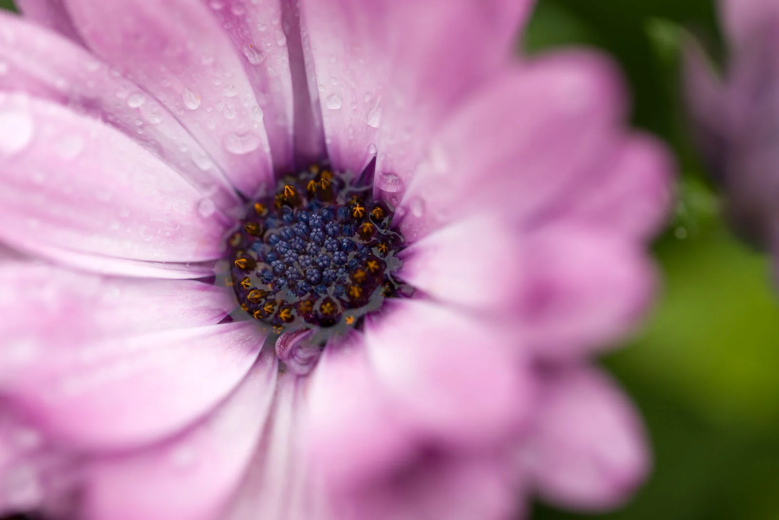 Macro shot of purple aster flowers with fresh raindrops