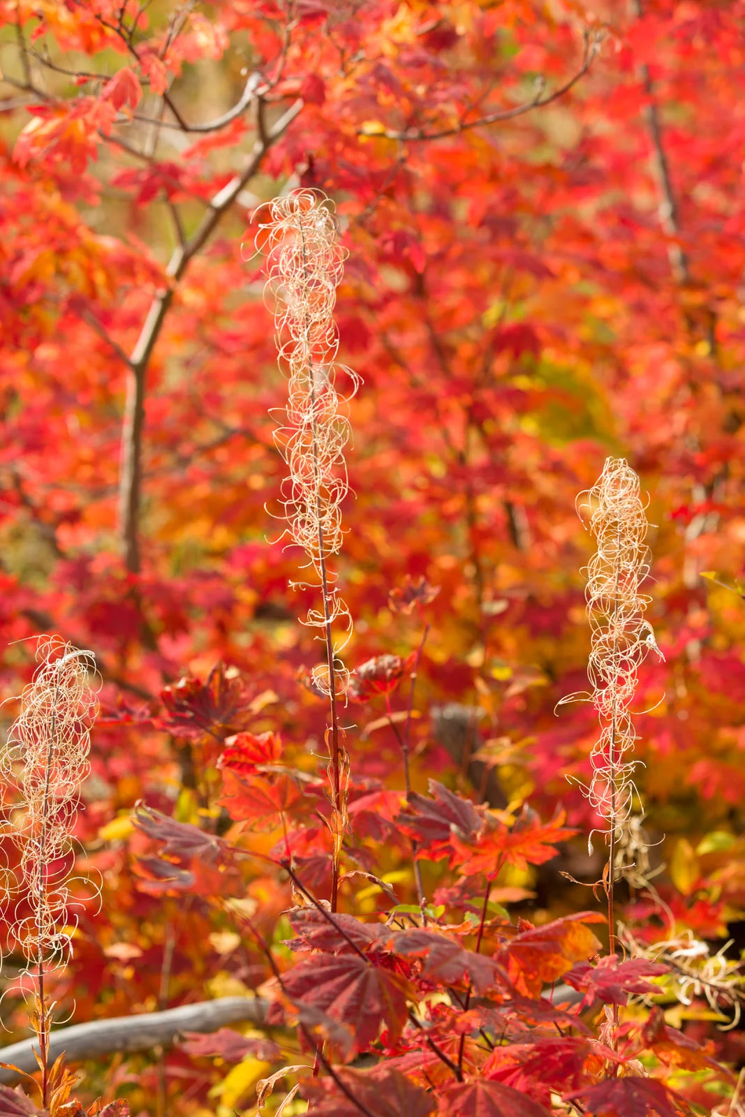 Red maple leaves and dried fireweed