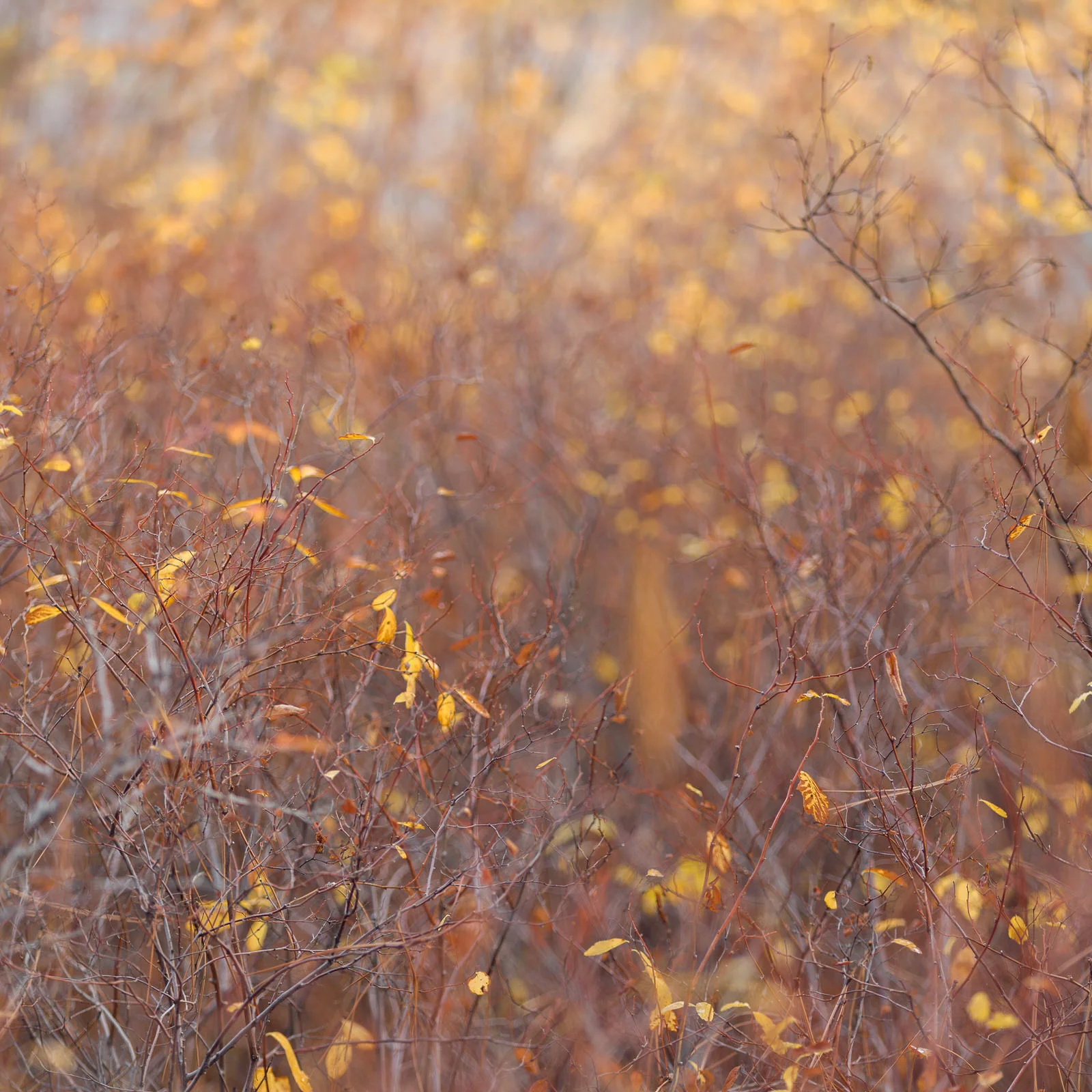 Last of the leaves