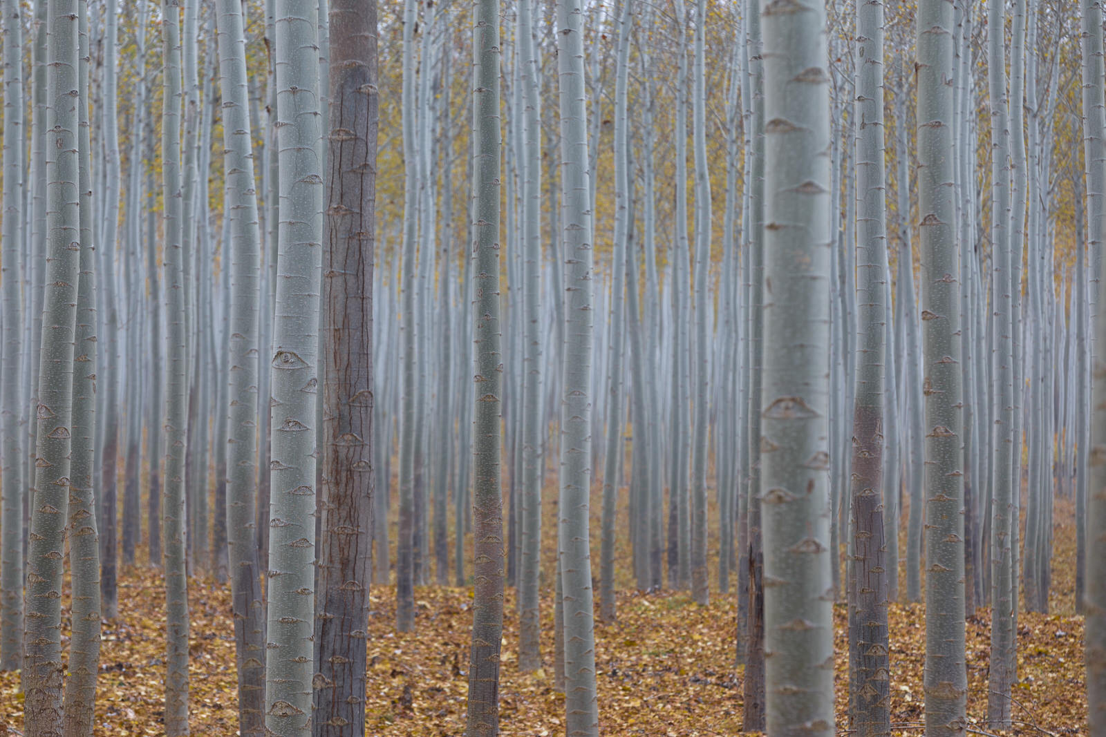  Stand of poplars in late evening light at the Boardman Tree Farm 