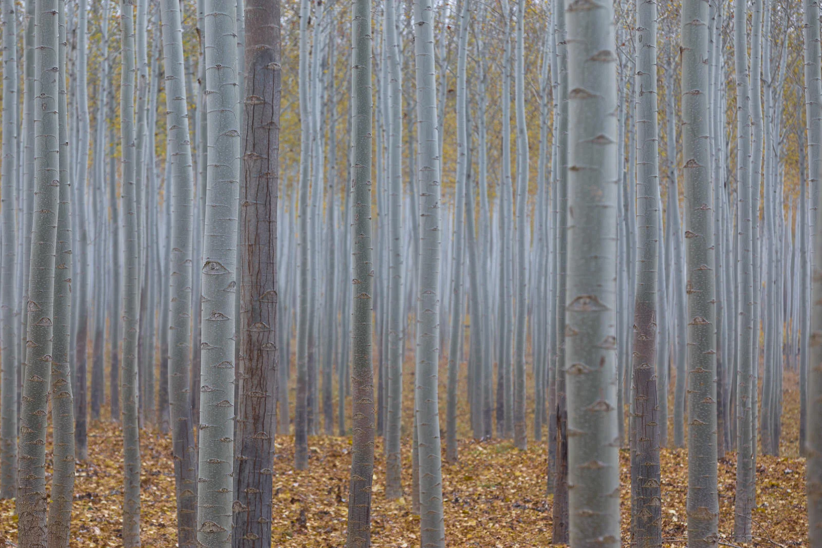 Stand of poplars in late evening light at the Boardman Tree Farm