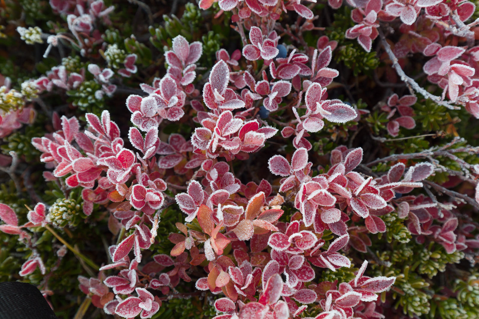  Morning frost on the Cascade Huckleberry leaves 