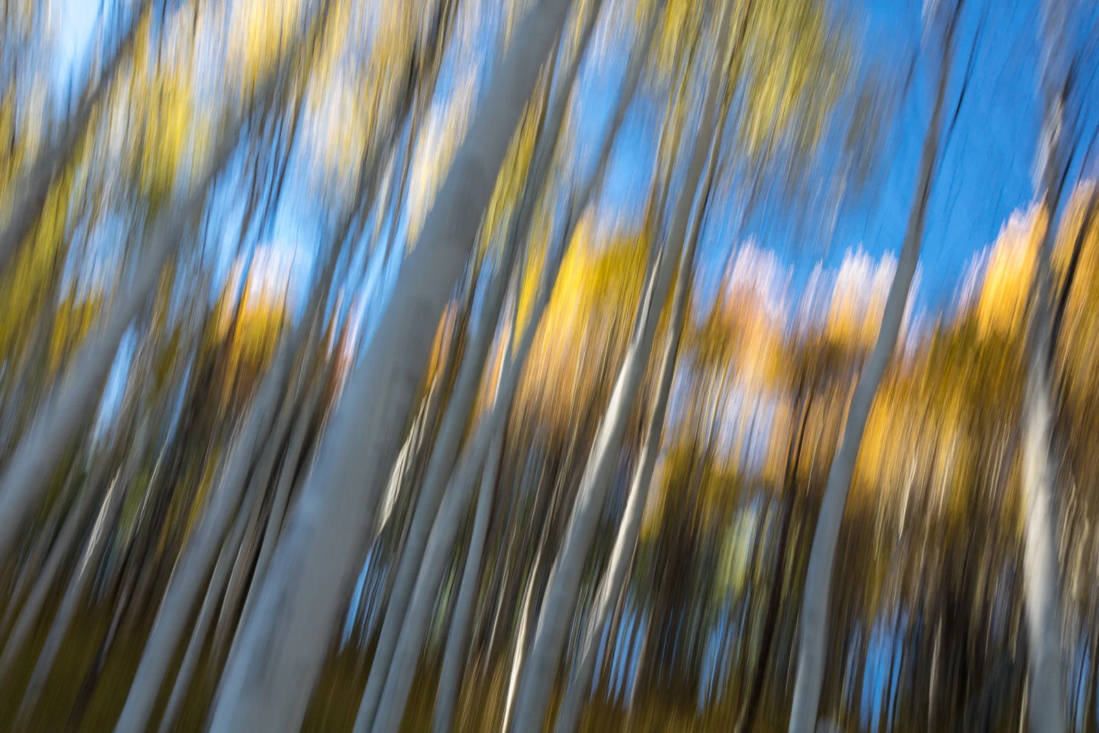 Motion blur in the Aspen trees near Stanley, Idaho