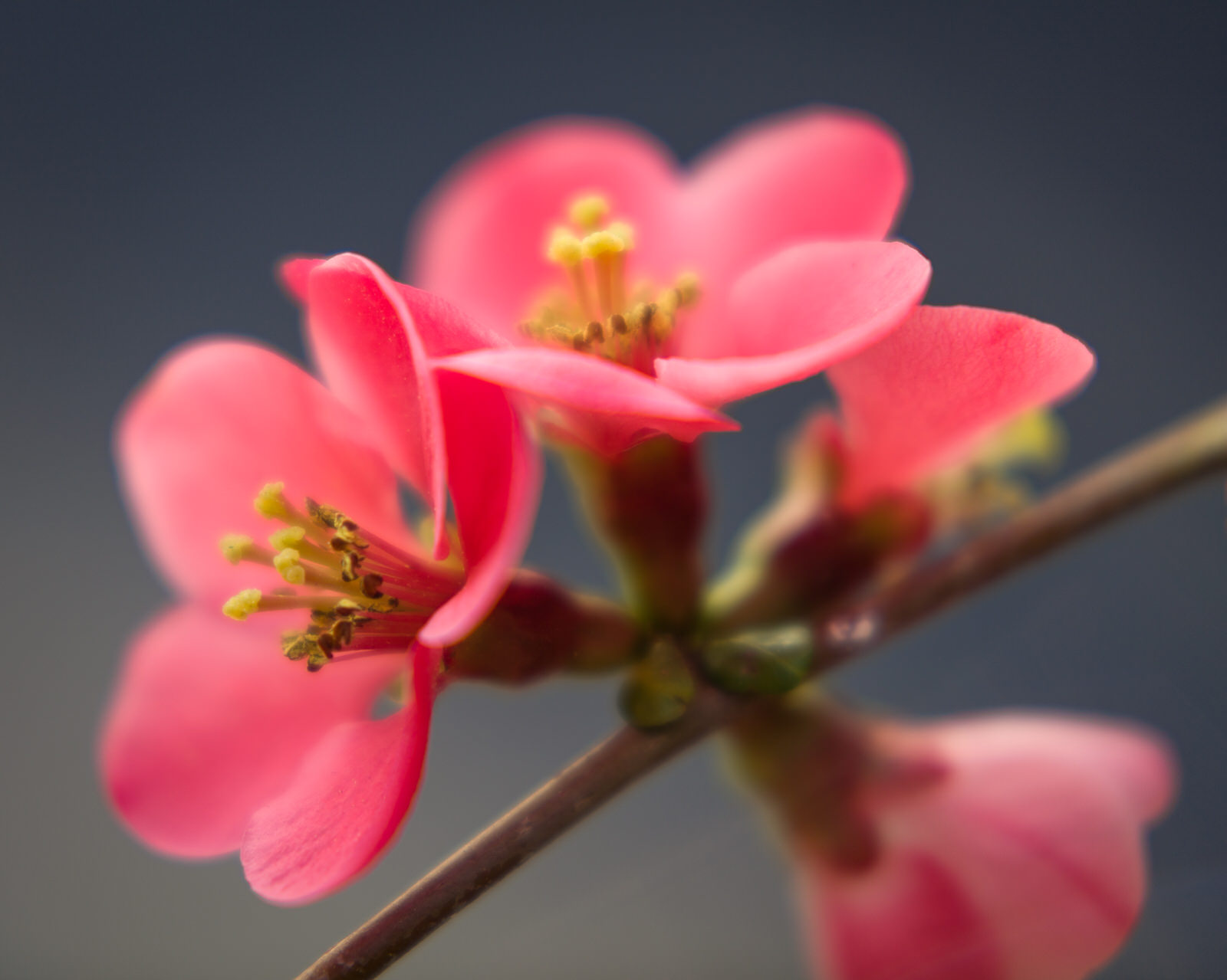  Red blossom on a branch with soft macro focus 