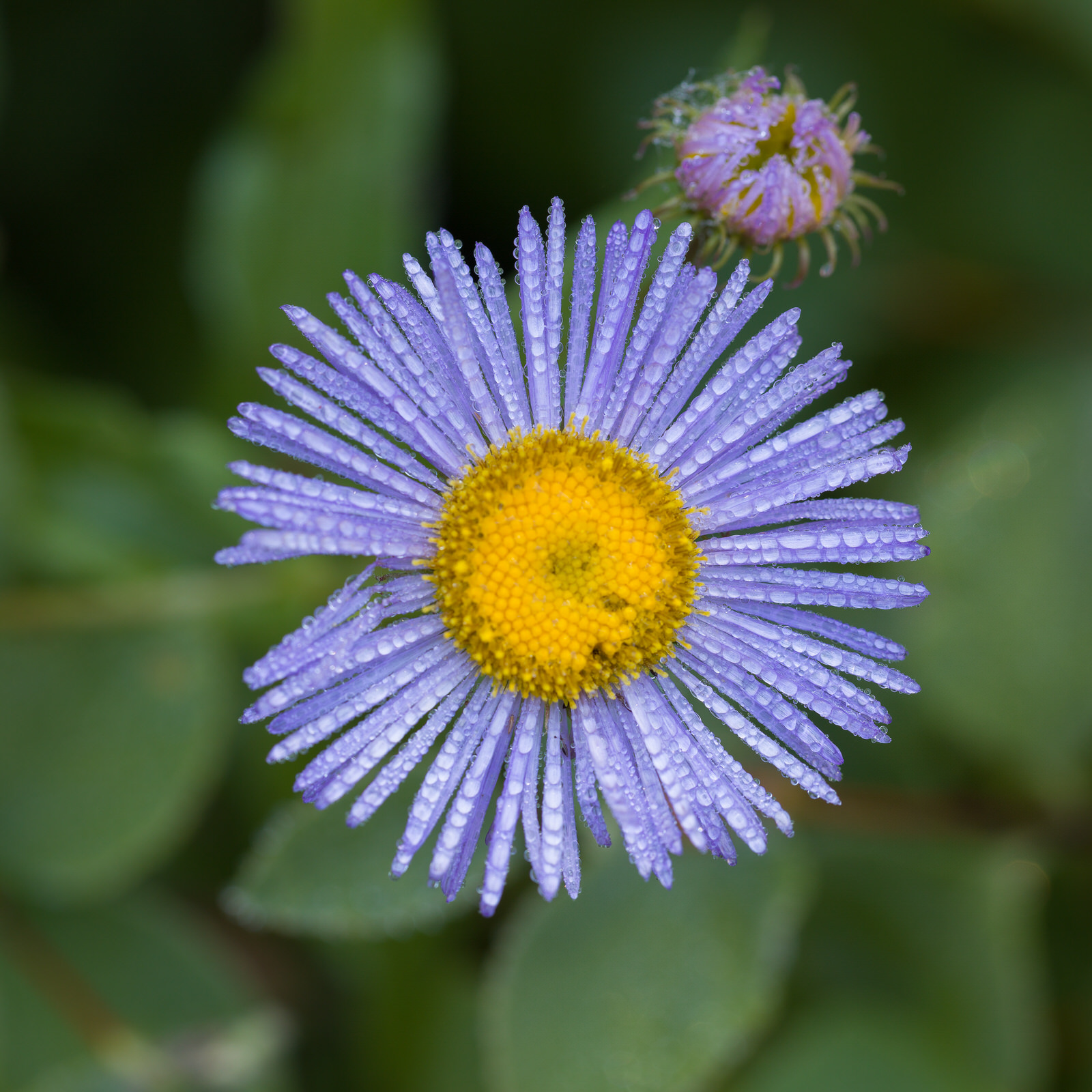  Morning dew on aster buds in the Wallowas 