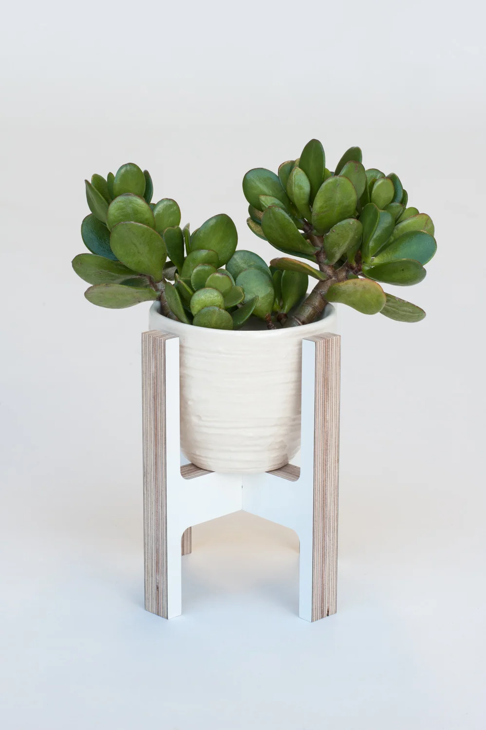 F. 100 Plywood Plant Stand mini