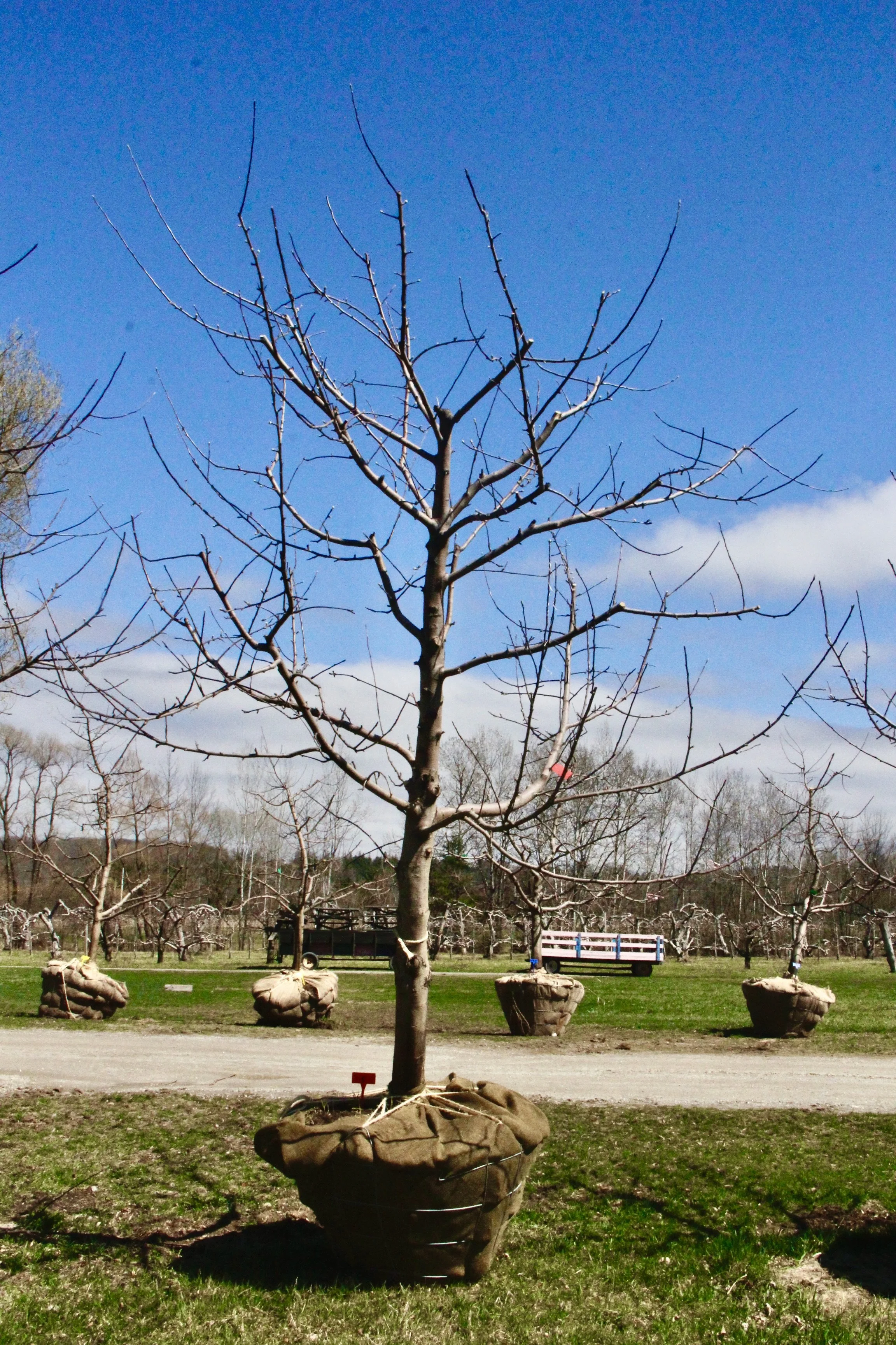 #7 - RubyMac Apple Tree - 4.75"  Caliper *SCAR