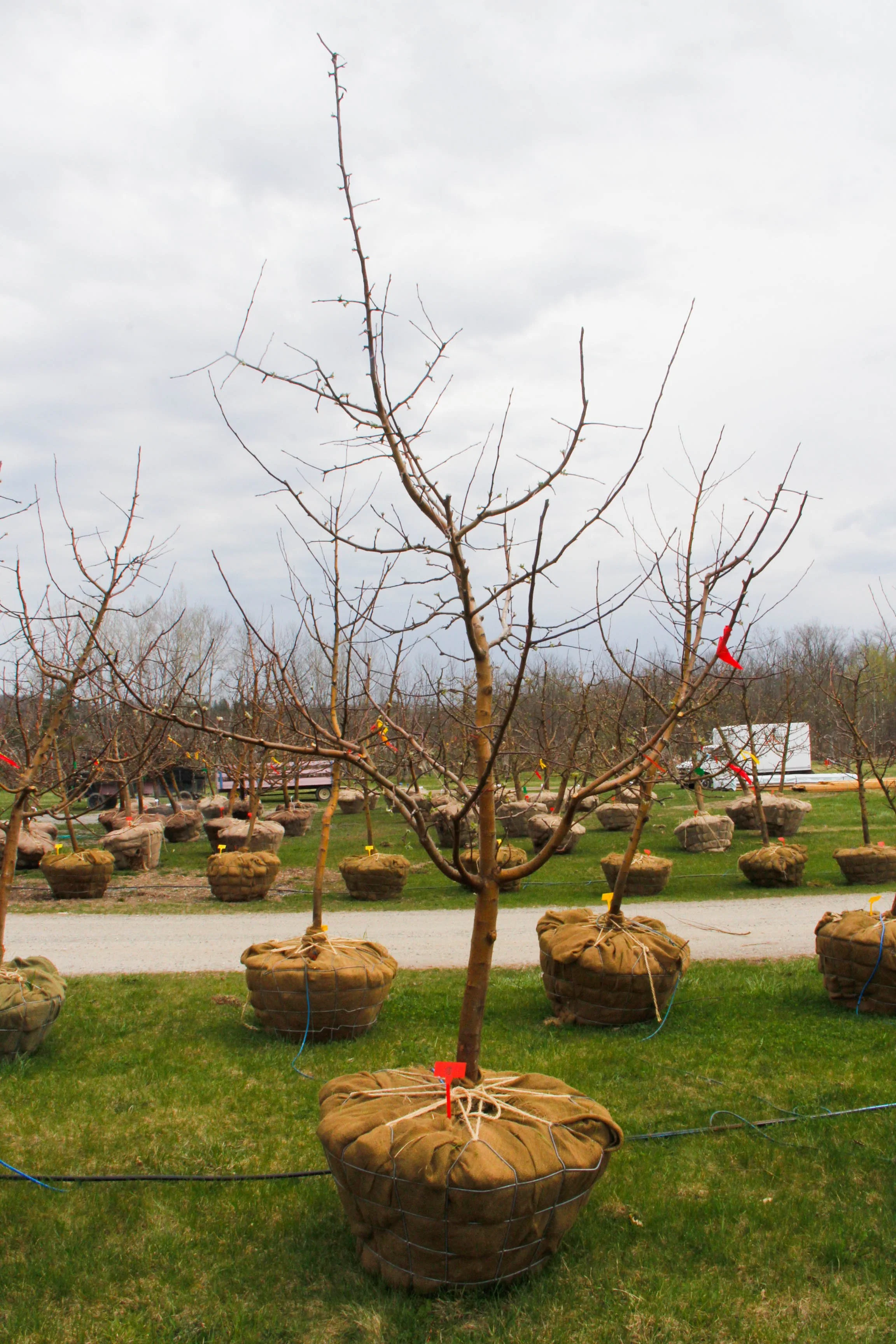#6 - Liberty Apple Tree -  2.5" caliper