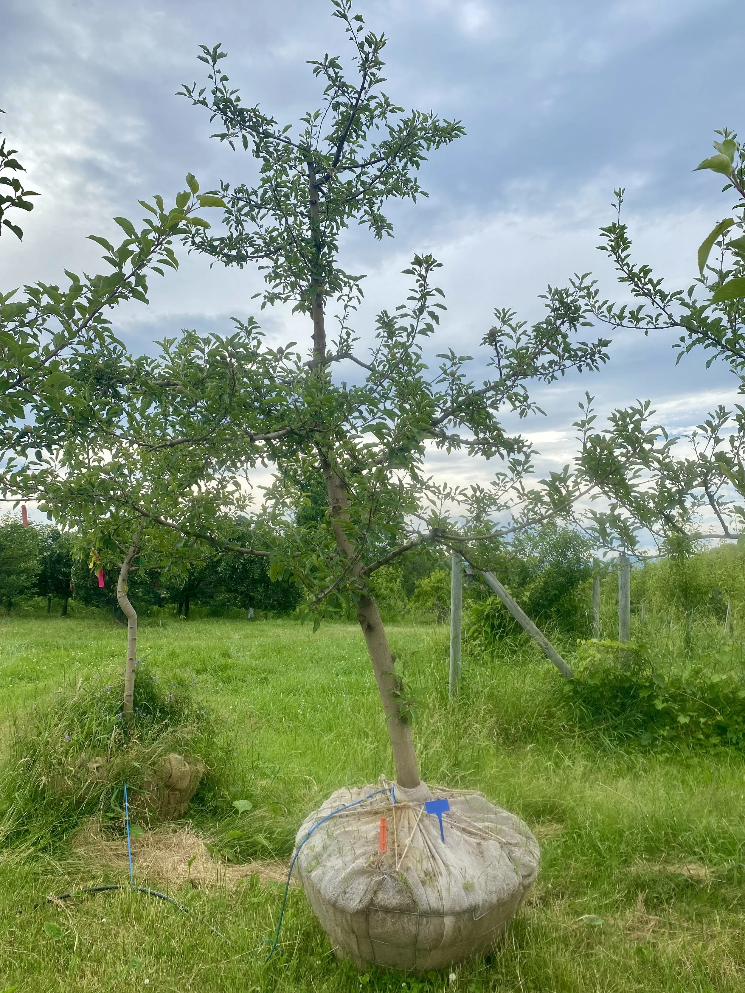 #29 - Gala Apple Tree - 3.25" - 3.5" Caliper