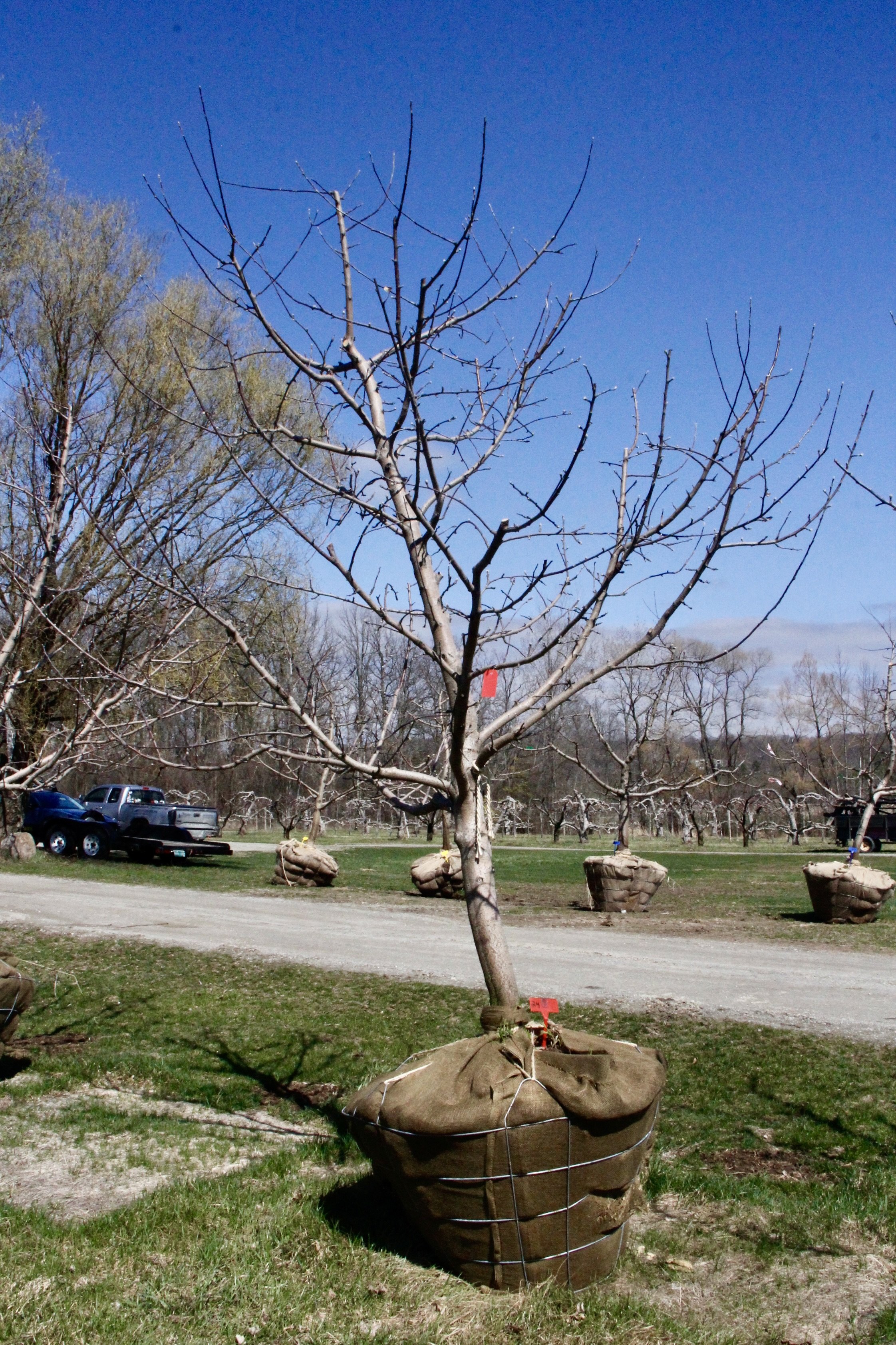 #24 - RubyMac Apple Tree - 3.75"  Caliper *SCAR