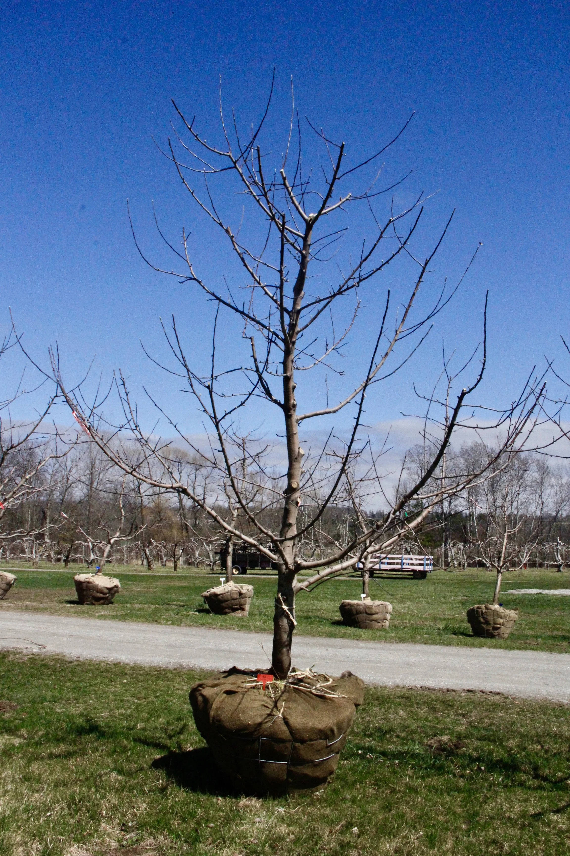 #9 - RubyMac Apple Tree - 4.5"  Caliper *SCAR