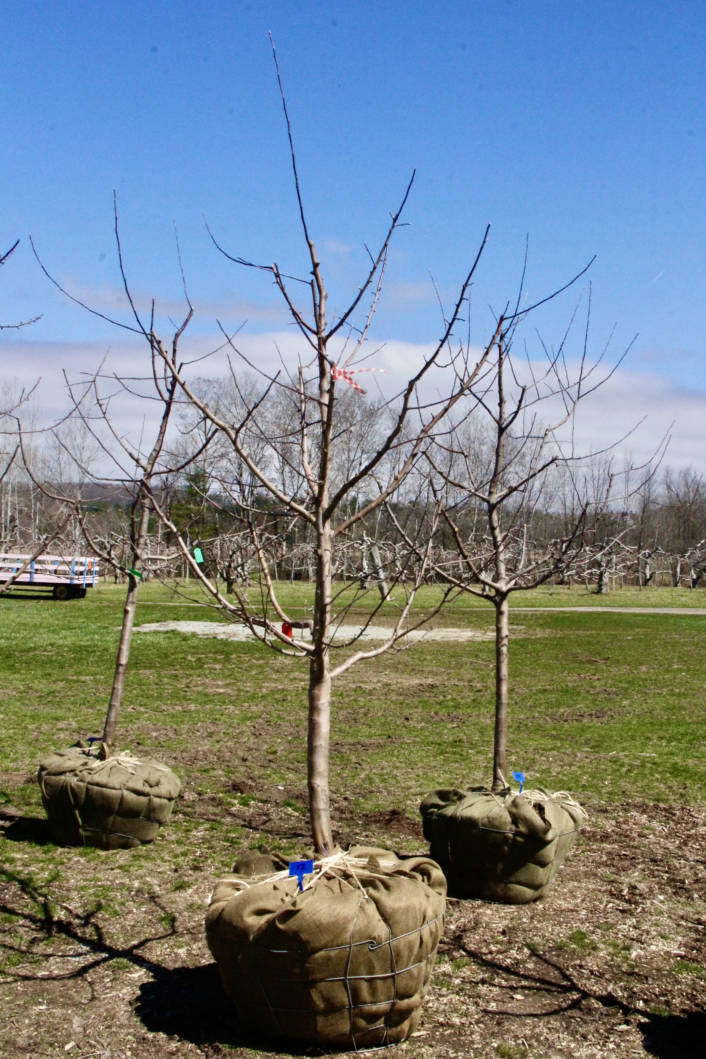 #12 - McIntosh Apple Tree - 2" - 2.5"  Caliper