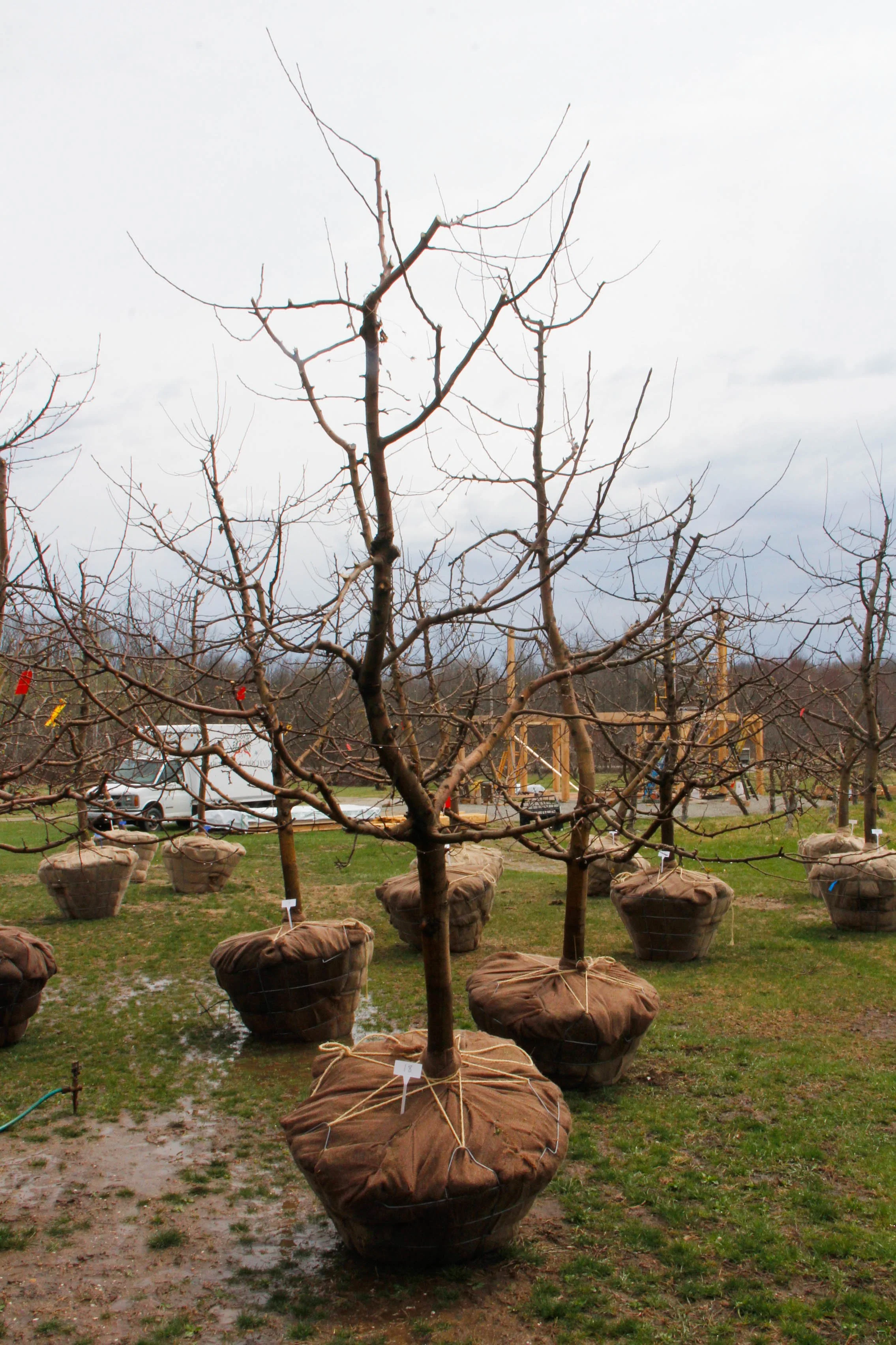 #18 - Florina, Apple Tree - 3.5" Caliper