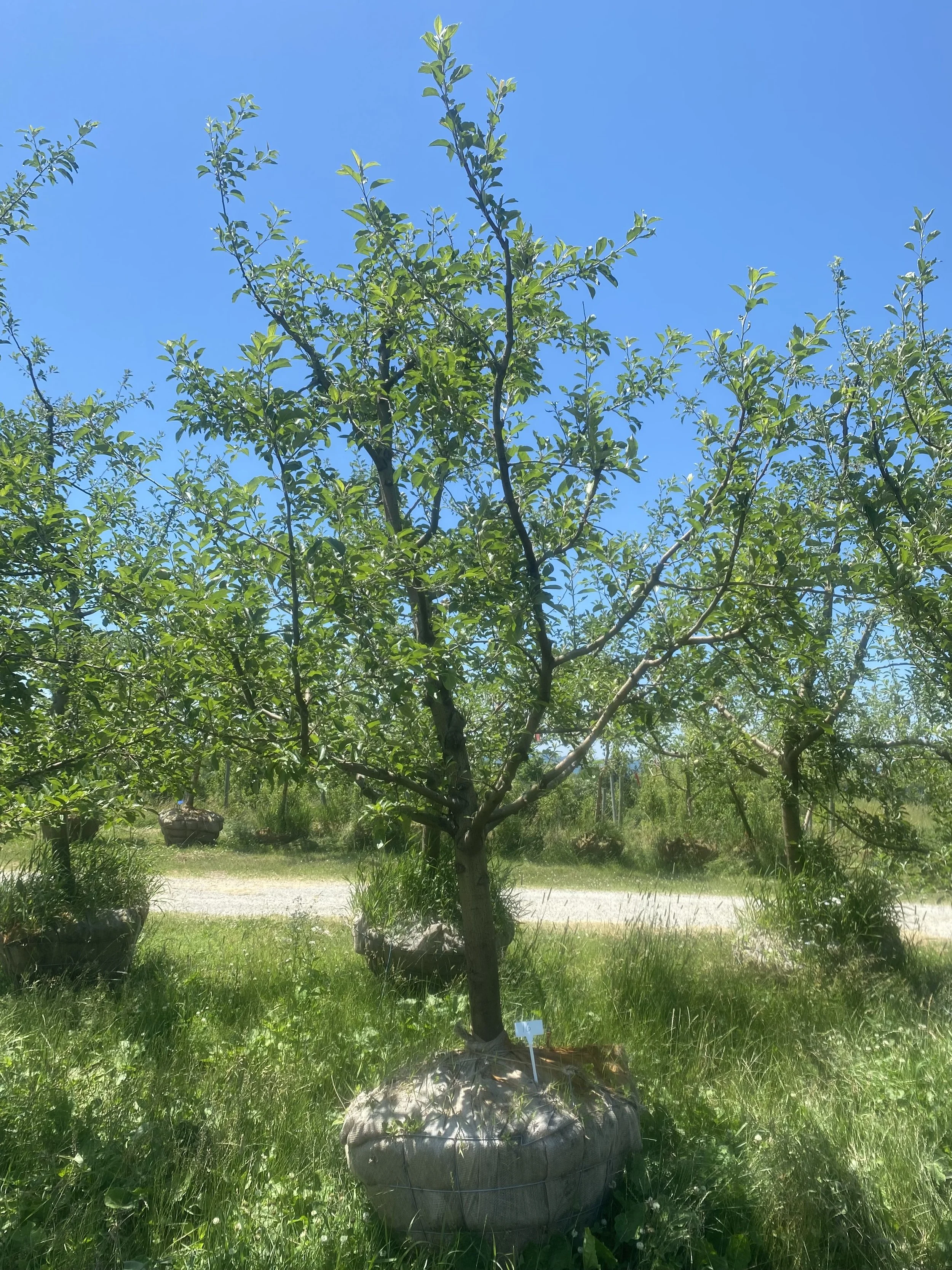 #16 - Florina, Apple Tree - 4" - 4.5" Caliper