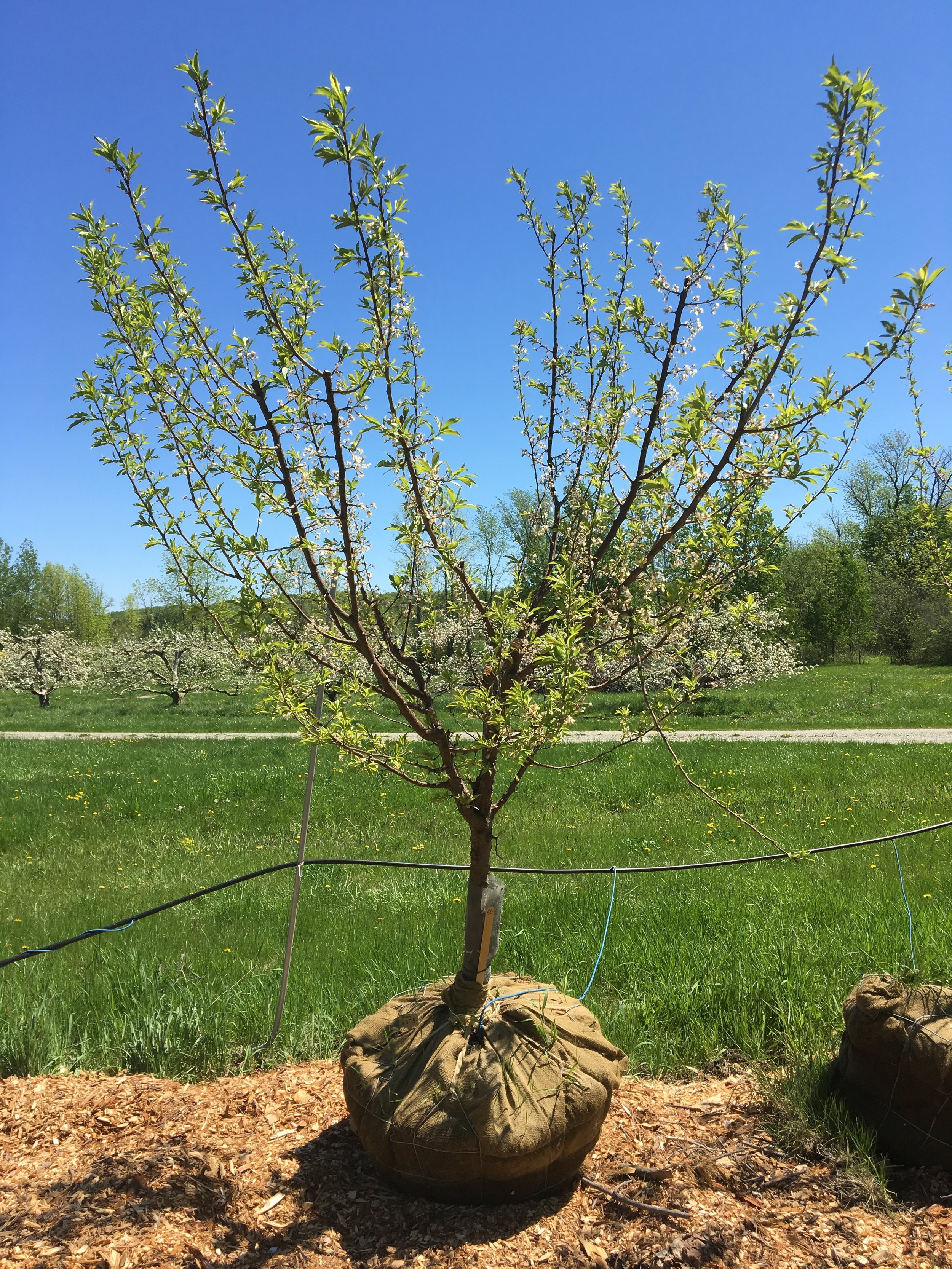 Superior Plum Pollination Chart