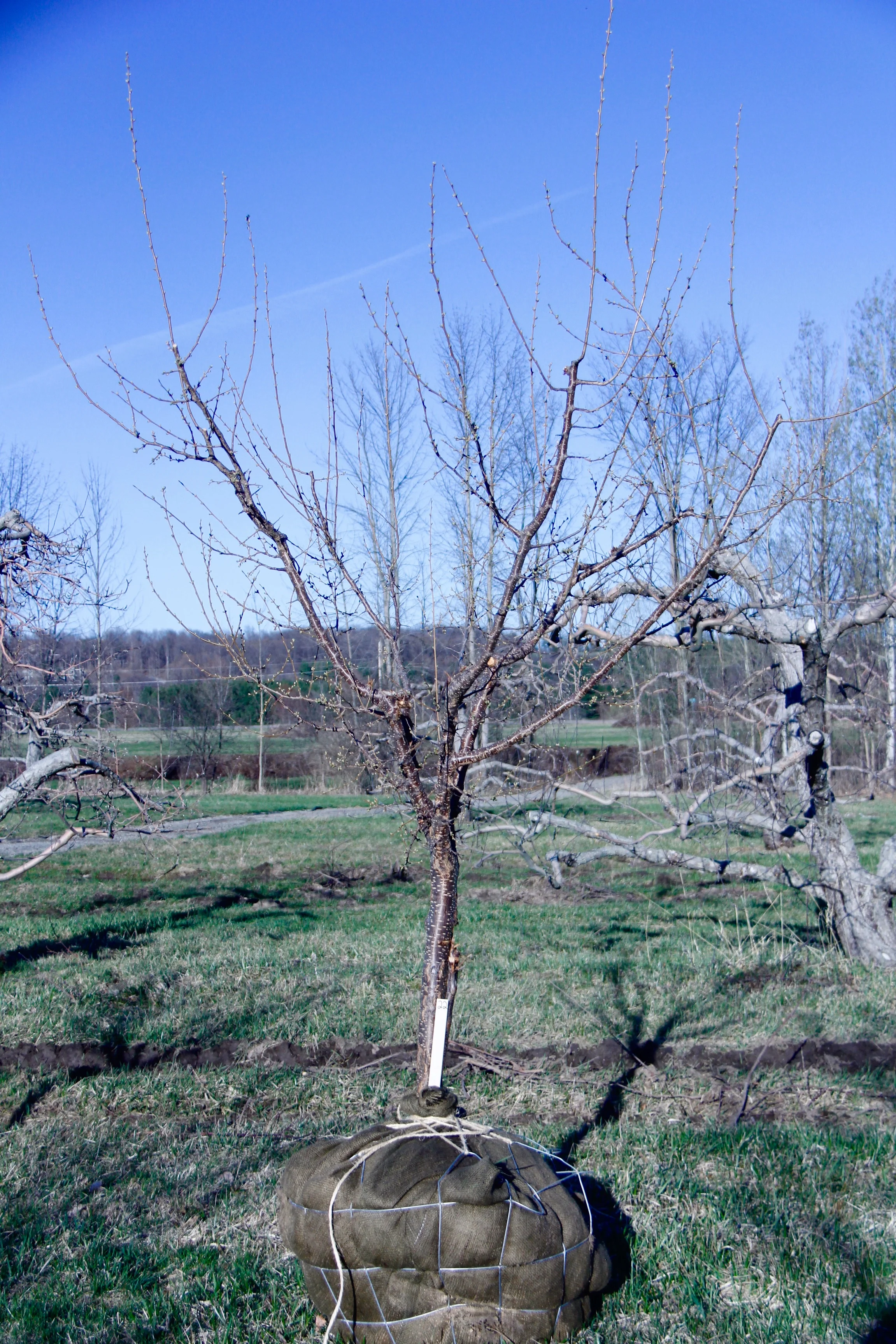 fullsizeoutput_1c82.jpg