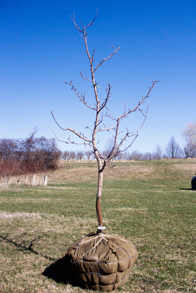 #2 - Golden Gala, Apple Tree - 2" Caliper