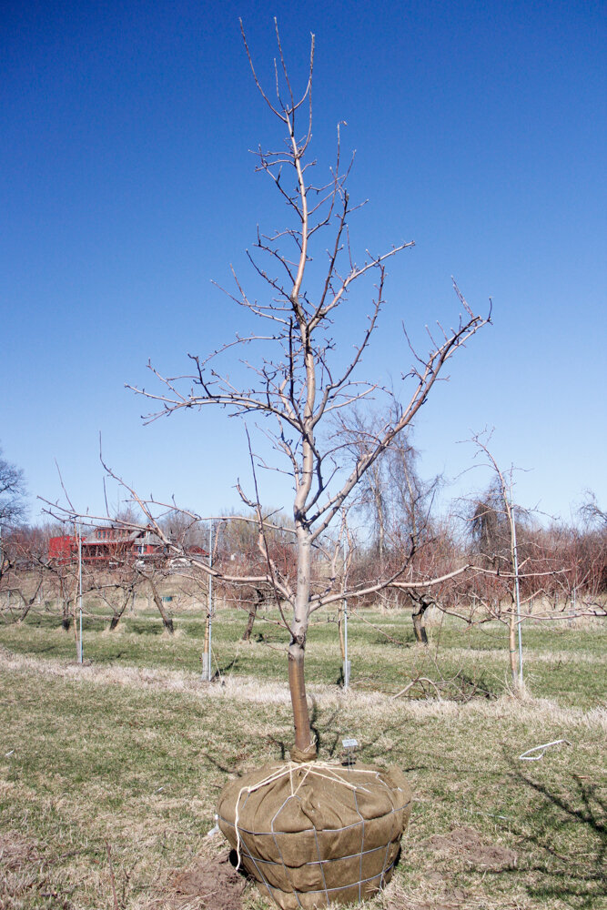 #3 - Golden Gala, Apple Tree - 2.5" Caliper