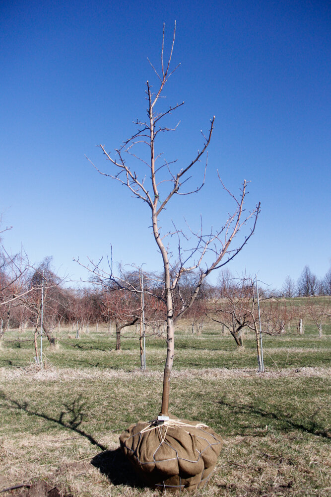 #5 - Golden Gala, Apple Tree - 2.25" Caliper