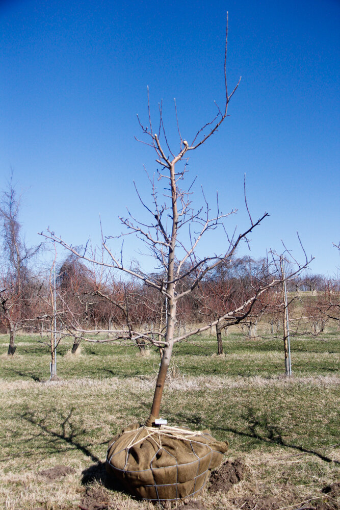 #6 - Golden Gala, Apple Tree - 2.25" Caliper