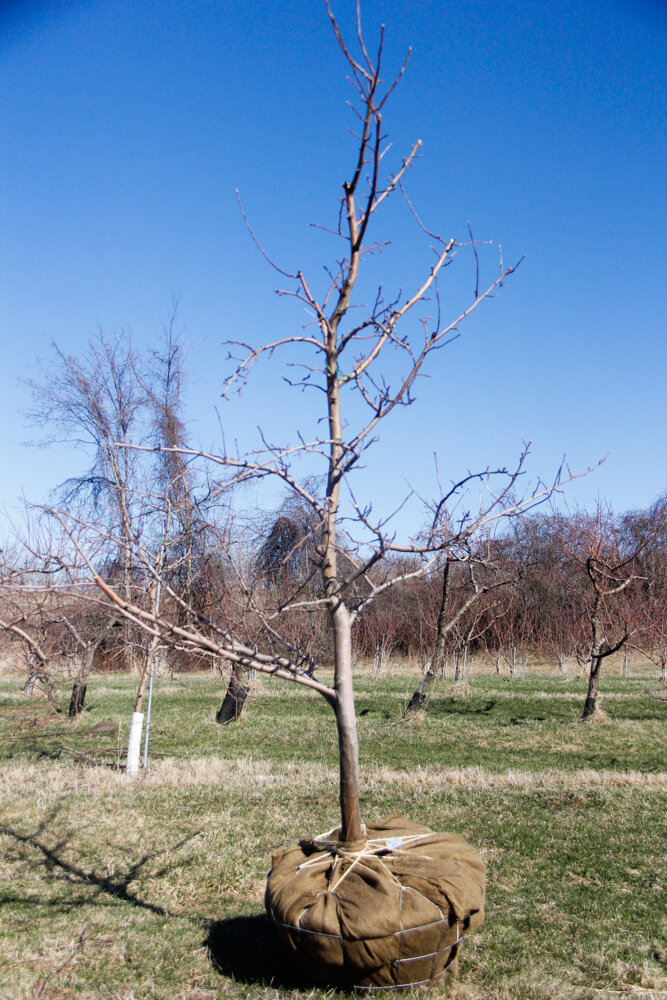 #8 - Golden Gala, Apple Tree - 2.5" Caliper