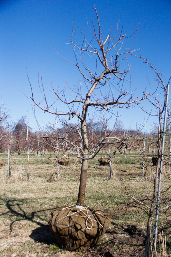9 Honey Crisp, Apple Tree 3" Caliper — Shelburne Orchards