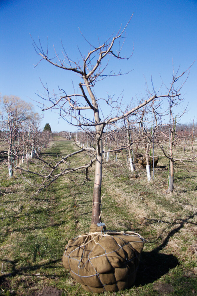 #12 - Honey Crisp, Apple Tree - 3" Caliper. *Scar on trunk base.