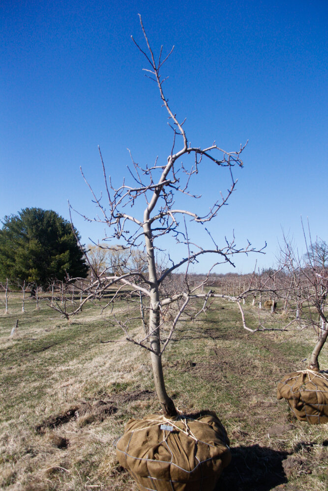 #13 - Gala, Apple Tree - 2.5" Caliper