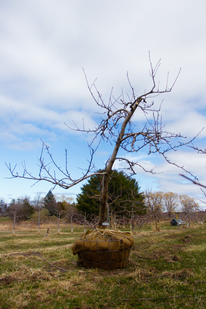 #14 - Gala, Apple Tree - 3" Caliper
