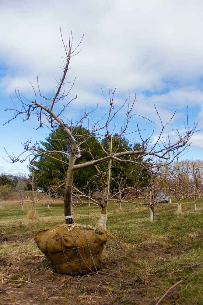 #15 - Gala, Apple Tree - 3" Caliper