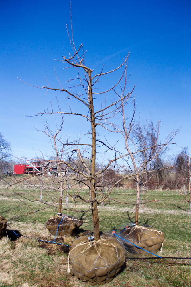 #16 - Zestar, Apple Tree - 3.25” Caliper