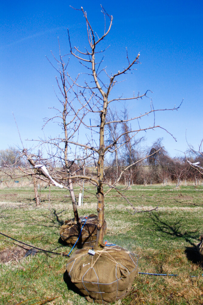 #17 - Zestar, Apple Tree - 3” Caliper