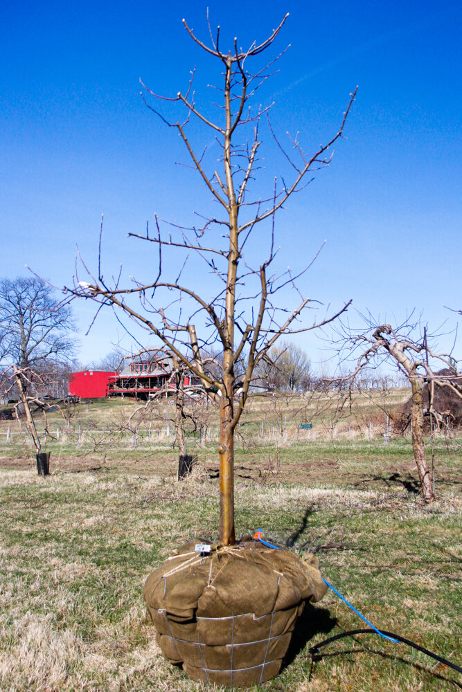 #19 - Zestar, Apple Tree - 3” Caliper