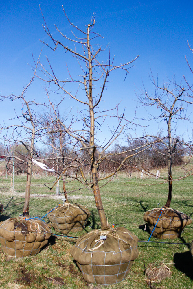 19 Zestar, Apple Tree 3” Caliper — Shelburne Orchards