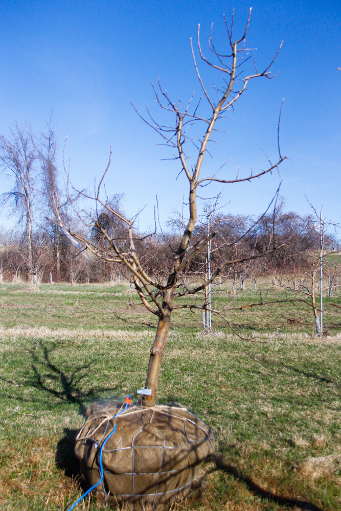 21 Zestar, Apple Tree 3” Caliper — Shelburne Orchards