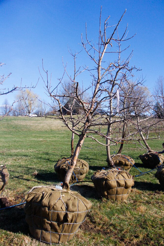 #23 - Zestar, Apple Tree - 3” Caliper