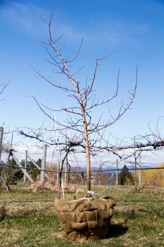 #25 - Liberty, Apple Tree - 2” Caliper