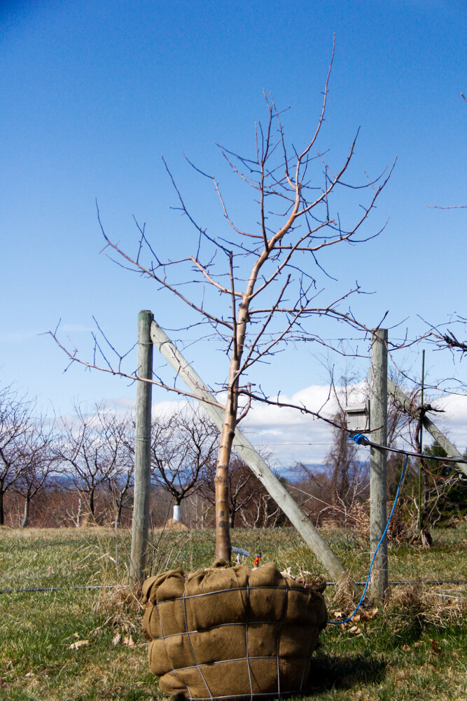 #26 - Liberty, Apple Tree - 2” Caliper