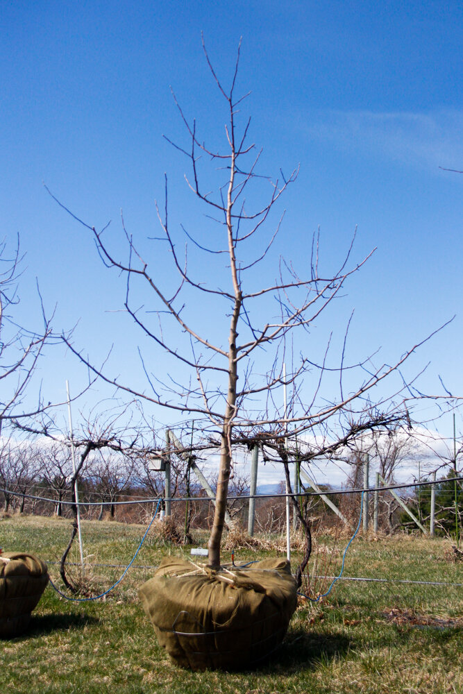 #27 - Liberty, Apple Tree - 2” Caliper