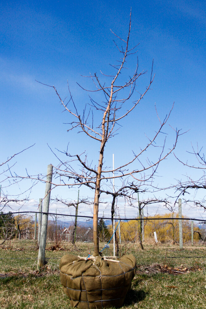 #28 - Liberty, Apple Tree - 2” Caliper