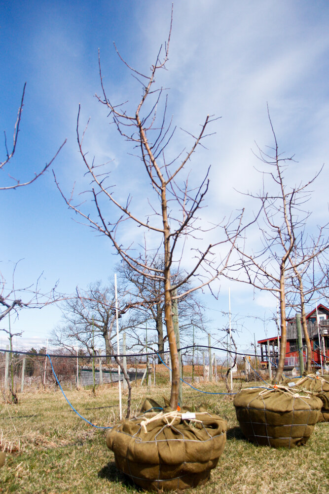 #31 - Liberty, Apple Tree - 2” Caliper