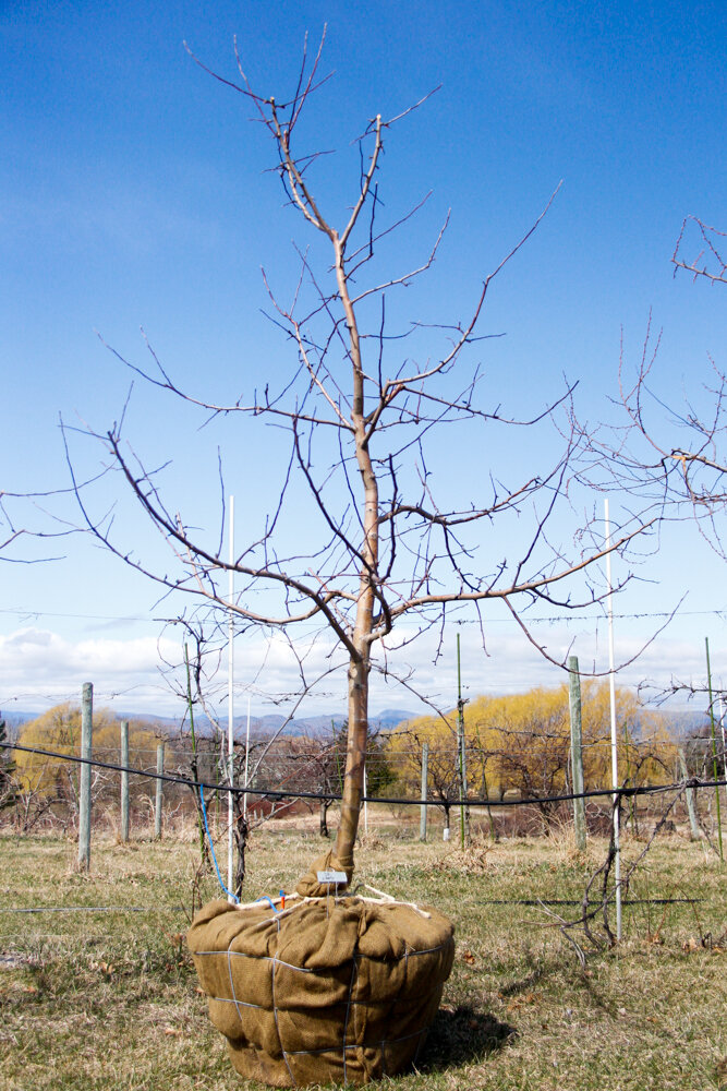 #36 - Liberty, Apple Tree - 2” Caliper